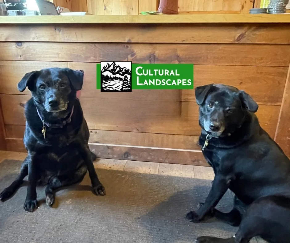 Sasha and Sky, the office dogs and Administrative Assistants